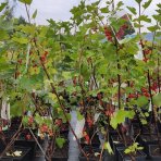Ríbezľa červená (Ribes rubrum) ´ROLAN´ - neskorá 60-90 cm; kont. 1.5L - KRÍKOVÁ